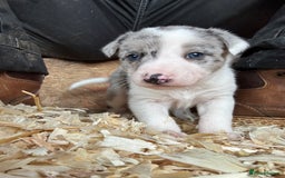Border Collie dogs for sale: Collie pups  - Image 7