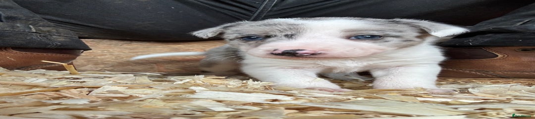 Border Collie Puppy 2