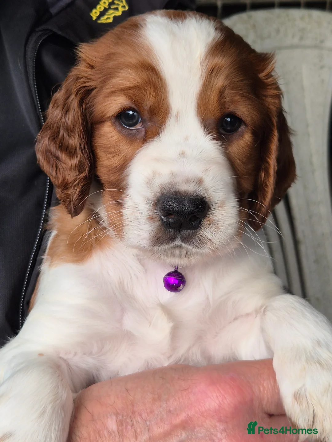 Welsh Springer Spaniel dogs for sale: Evangelise litter - Advert 2