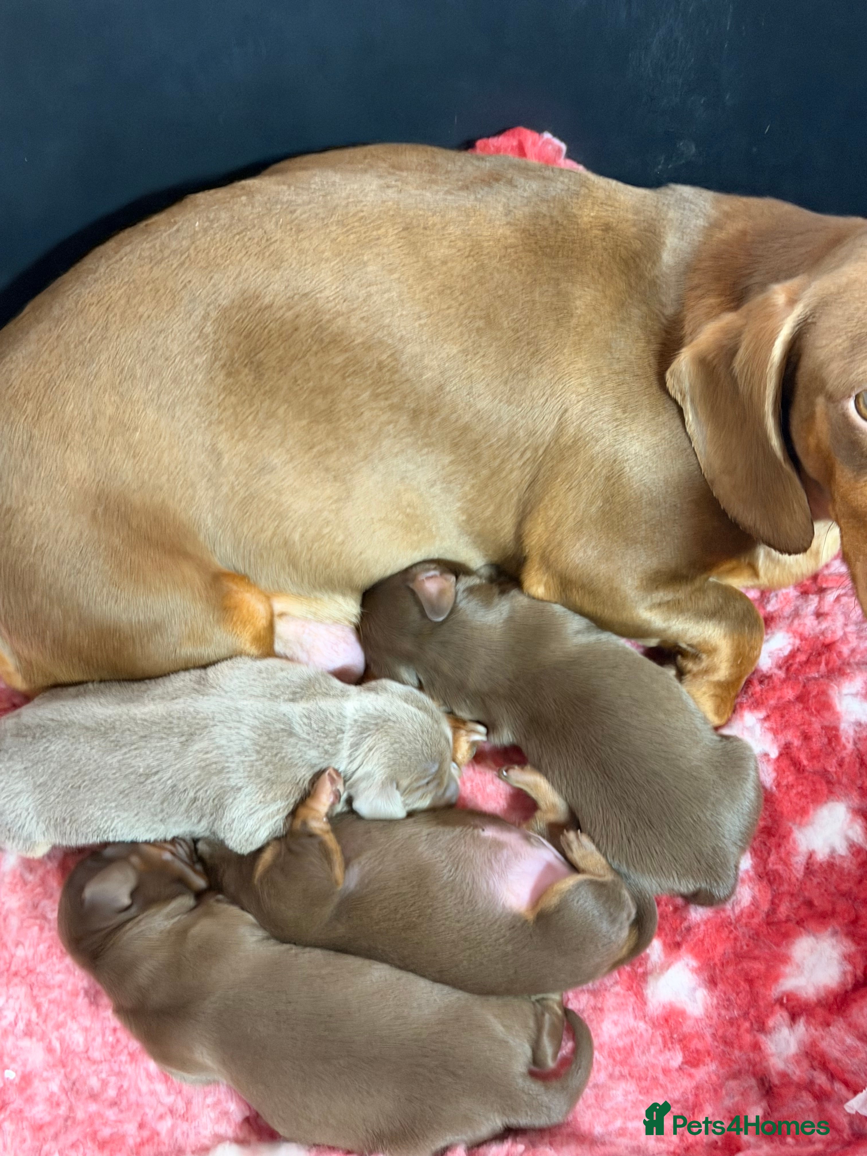 Miniature Dachshund dogs Mini smooth dachshund  - Advert 4