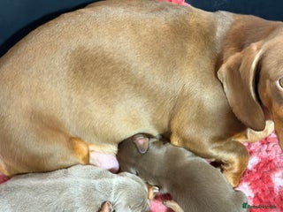 Miniature Dachshund dogs Mini smooth dachshund - Advert 4