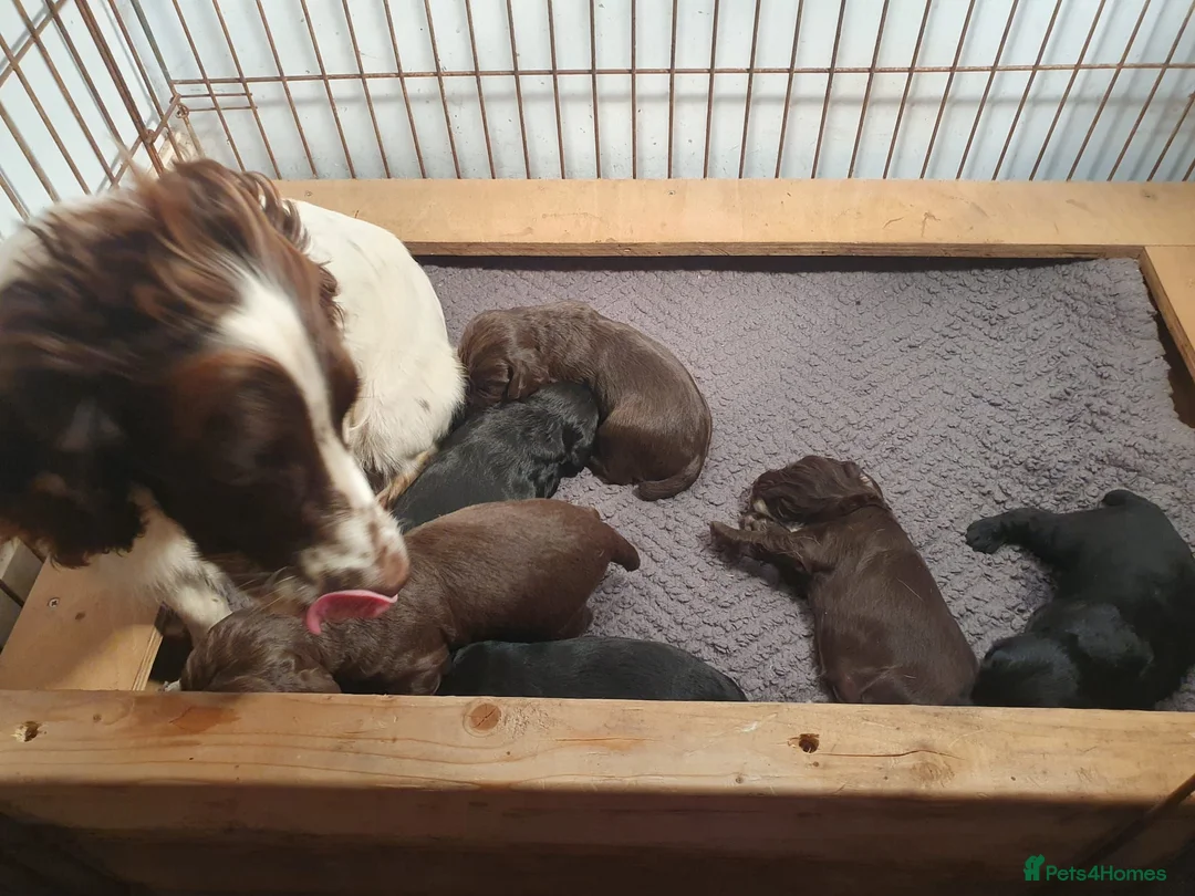 Cocker Spaniel dogs for sale: KC registered working Cocker Spaniels  in Hereford - Advert 18