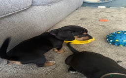 Mixed Breed dogs for sale: Puppy - Image 4