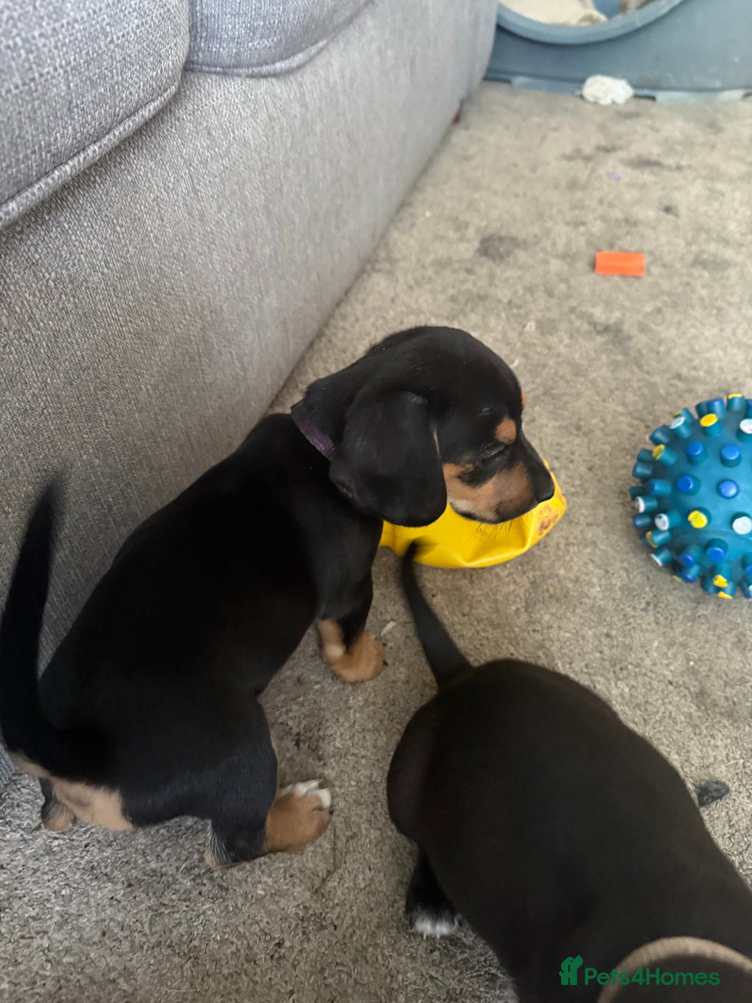 Mixed Breed dogs for sale: Puppy - Image 4