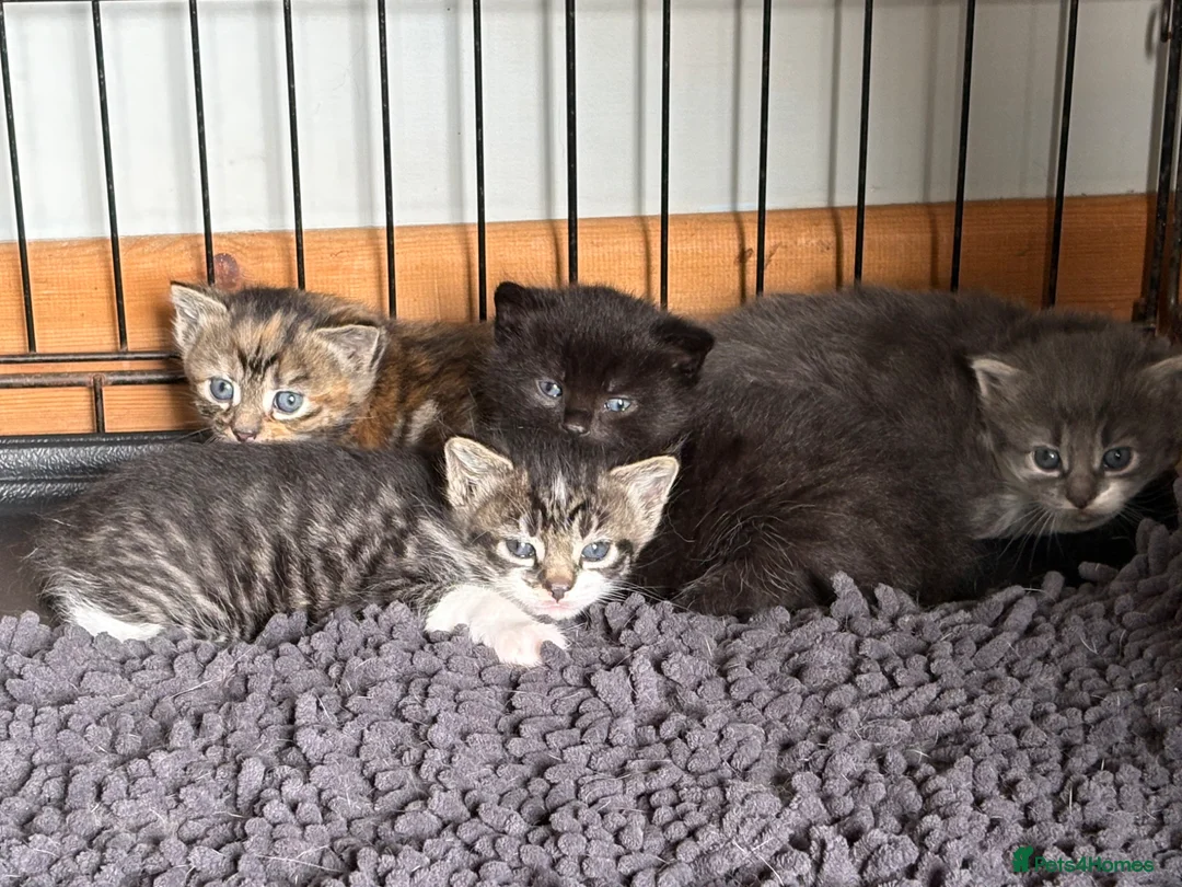 Mixed Breed cats for sale: Gorgeous kittens - Advert 14