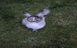 Maine Coon cats for sale: Maine coons 1 Boy left ready now - Image 26