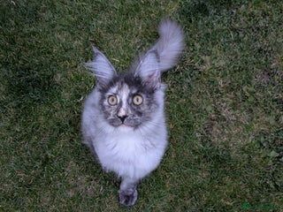 Maine Coon cats for sale - Advert 1