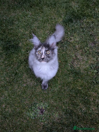 Maine Coon cats - Advert 2