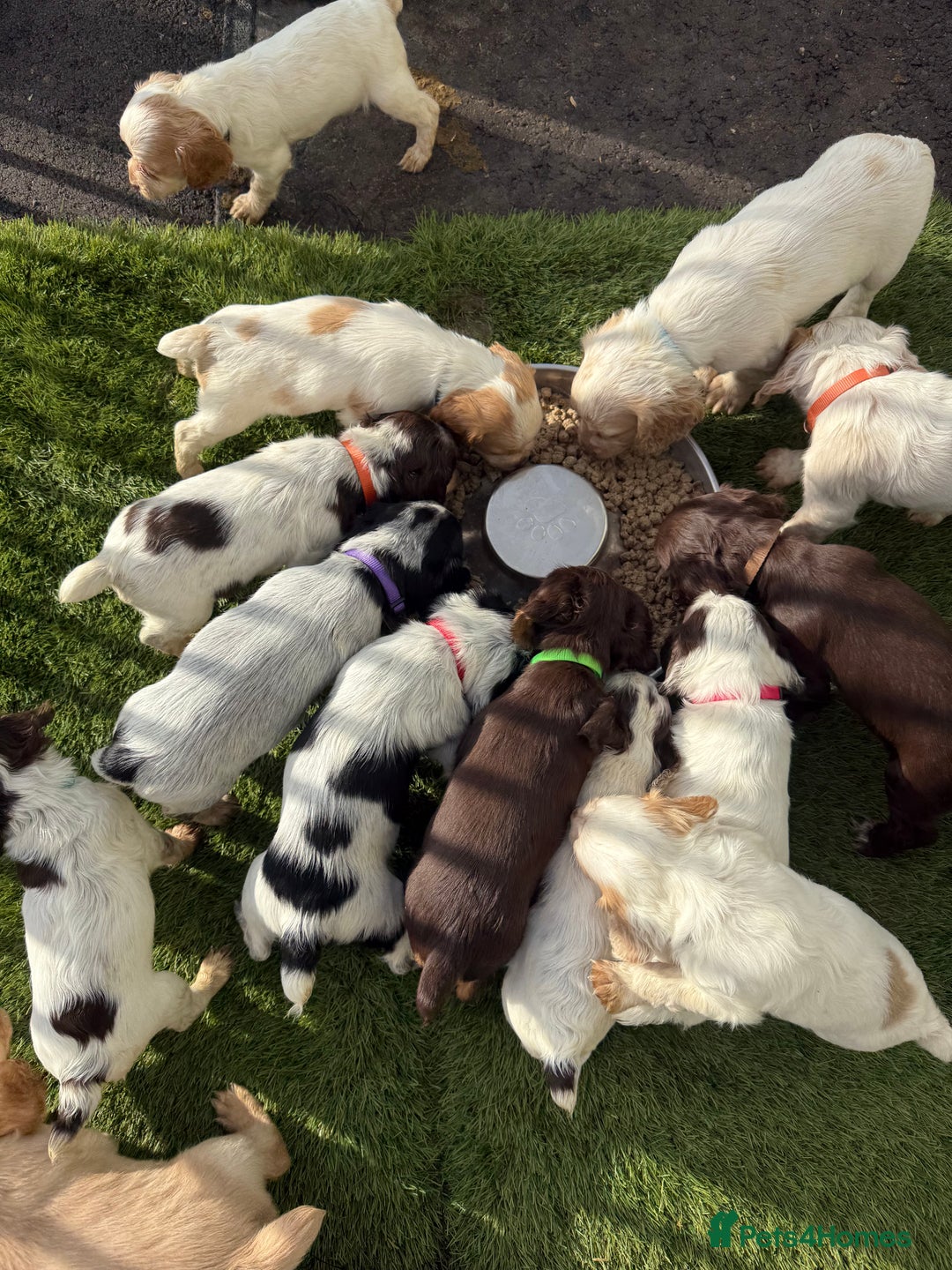 Cocker Spaniel dogs for sale: Working cocker spainel puppies  - Advert 25