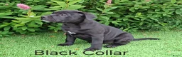 Staffordshire Bull Terrier dogs for sale: Classic Staffordshire Bull Terrier Puppies  - Advert 15