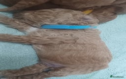 Cockapoo dogs for sale: Beautiful cockapoo puppies  - Image 12