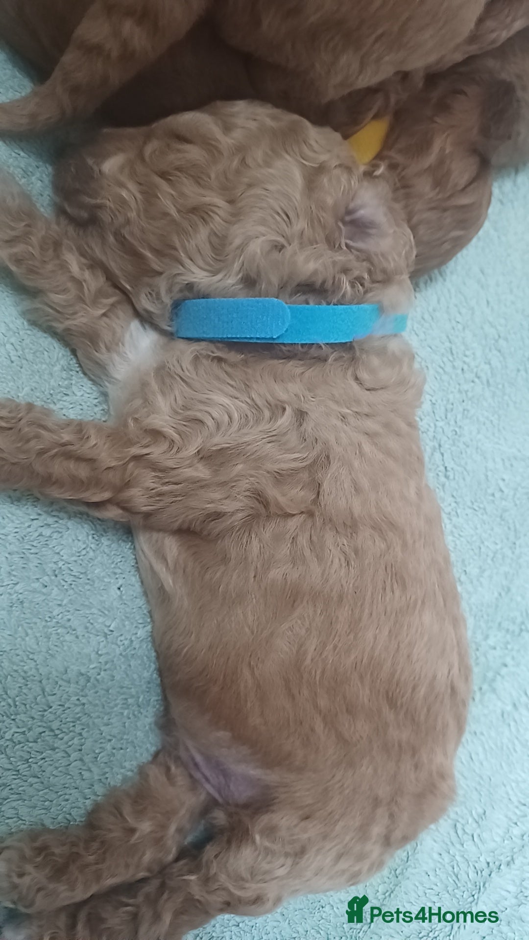 Cockapoo dogs for sale: Beautiful cockapoo puppies  - Image 12