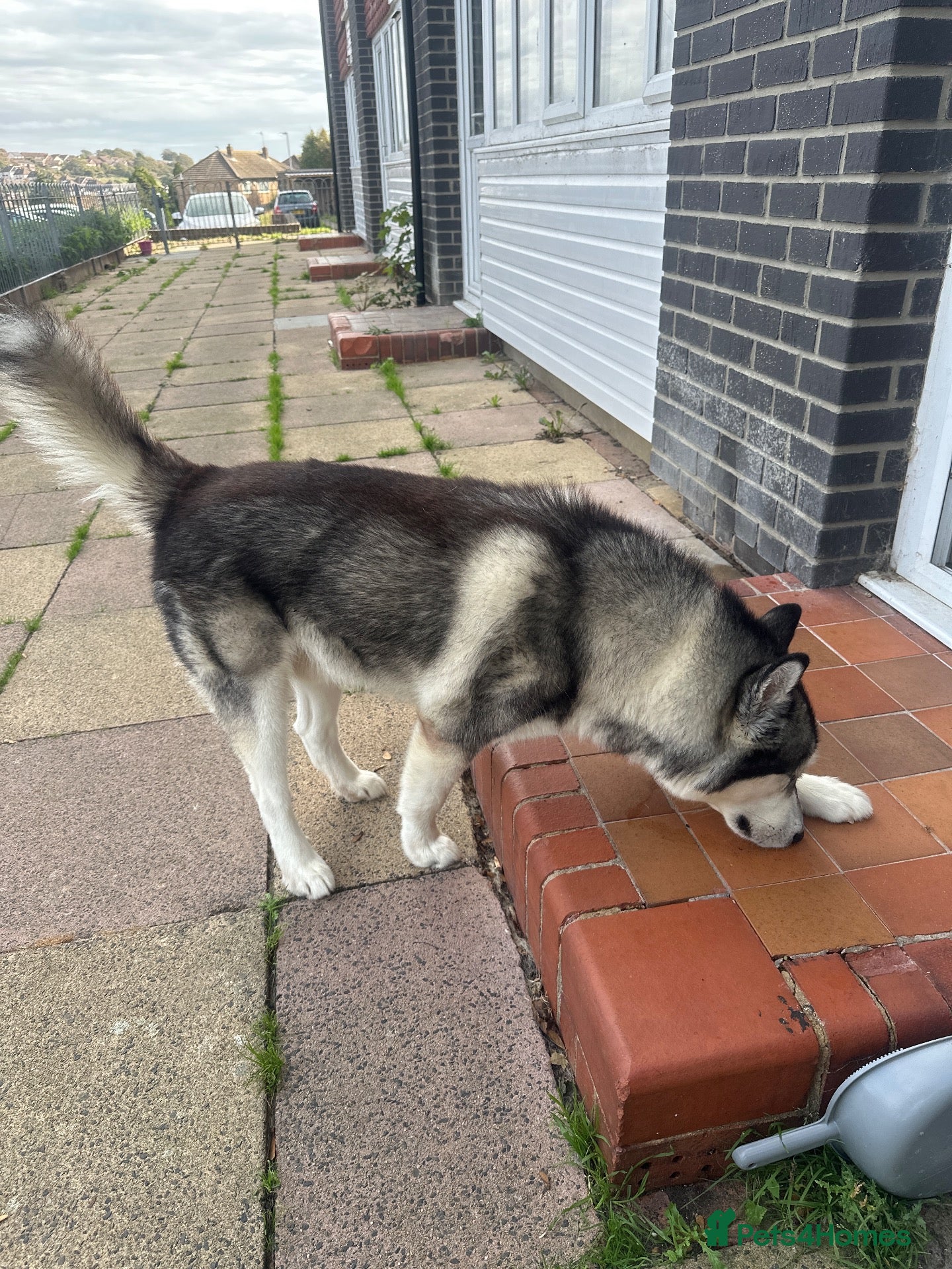 Alaskan Malamute dogs Zues  - Advert 1