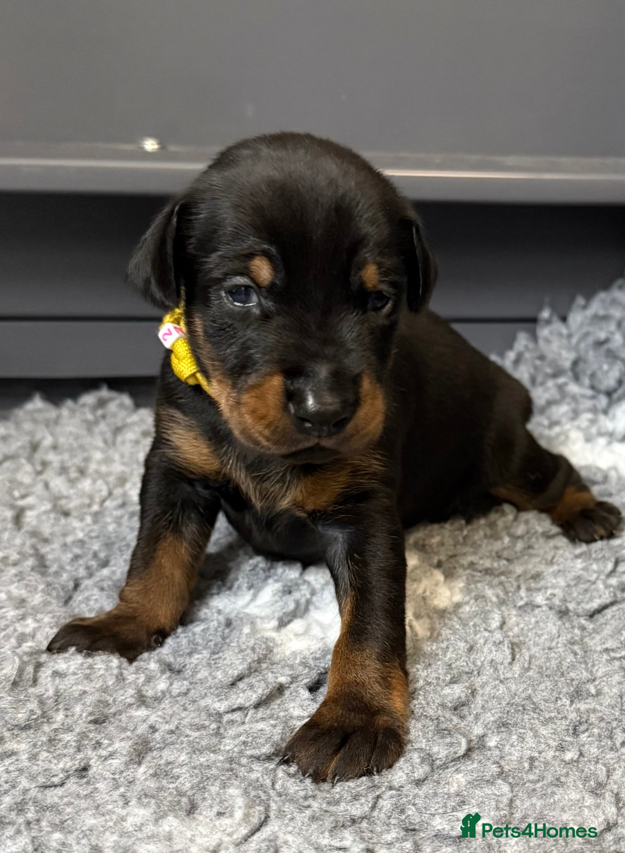 Dobermann dogs 🩷 Outstanding RKC Dobermann Puppies 🩷 - Advert 5