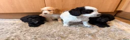 Cockapoo dogs for sale: 🏡Ready to leave cockerpoos 🐶🏡 in Marlborough - Advert 15
