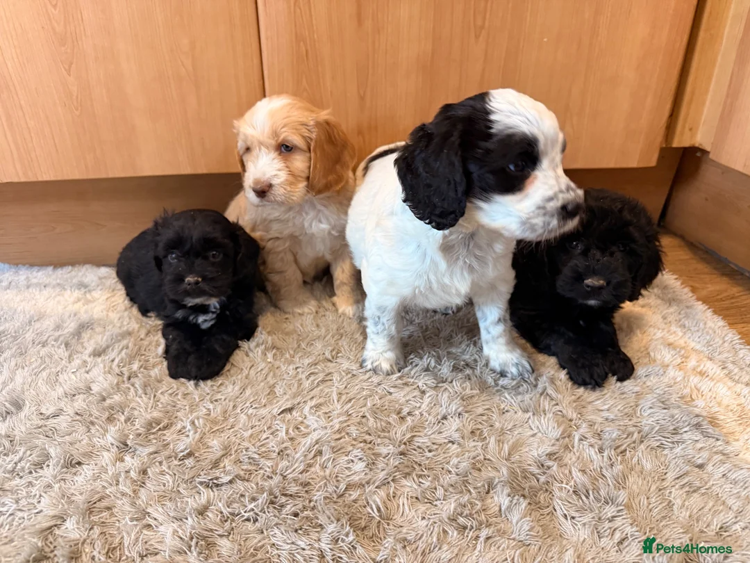 Cockapoo dogs for sale: 🏡Ready to leave cockerpoos 🐶🏡 in Marlborough - Advert 15