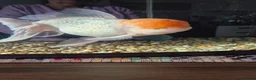 Fancy Goldfish fish for sale: GIANT ORANDA - Advert 5