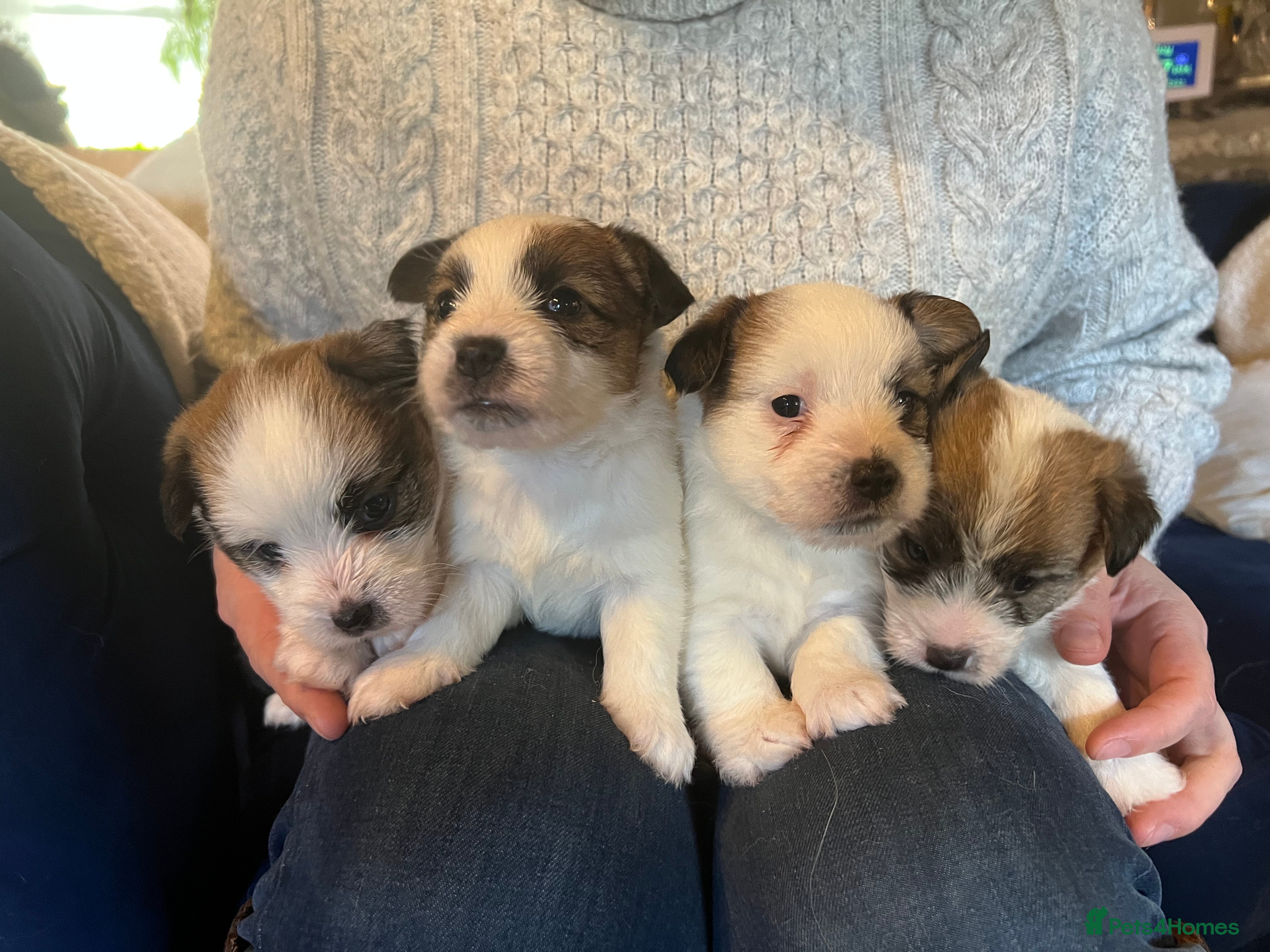 Jack Russell dogs KC registered  rough coated Jack Russell pups - Advert 16