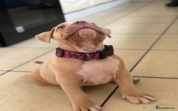American Bully dogs for sale: Pocket bully female GREAT bloodline READY to leave - Image 10