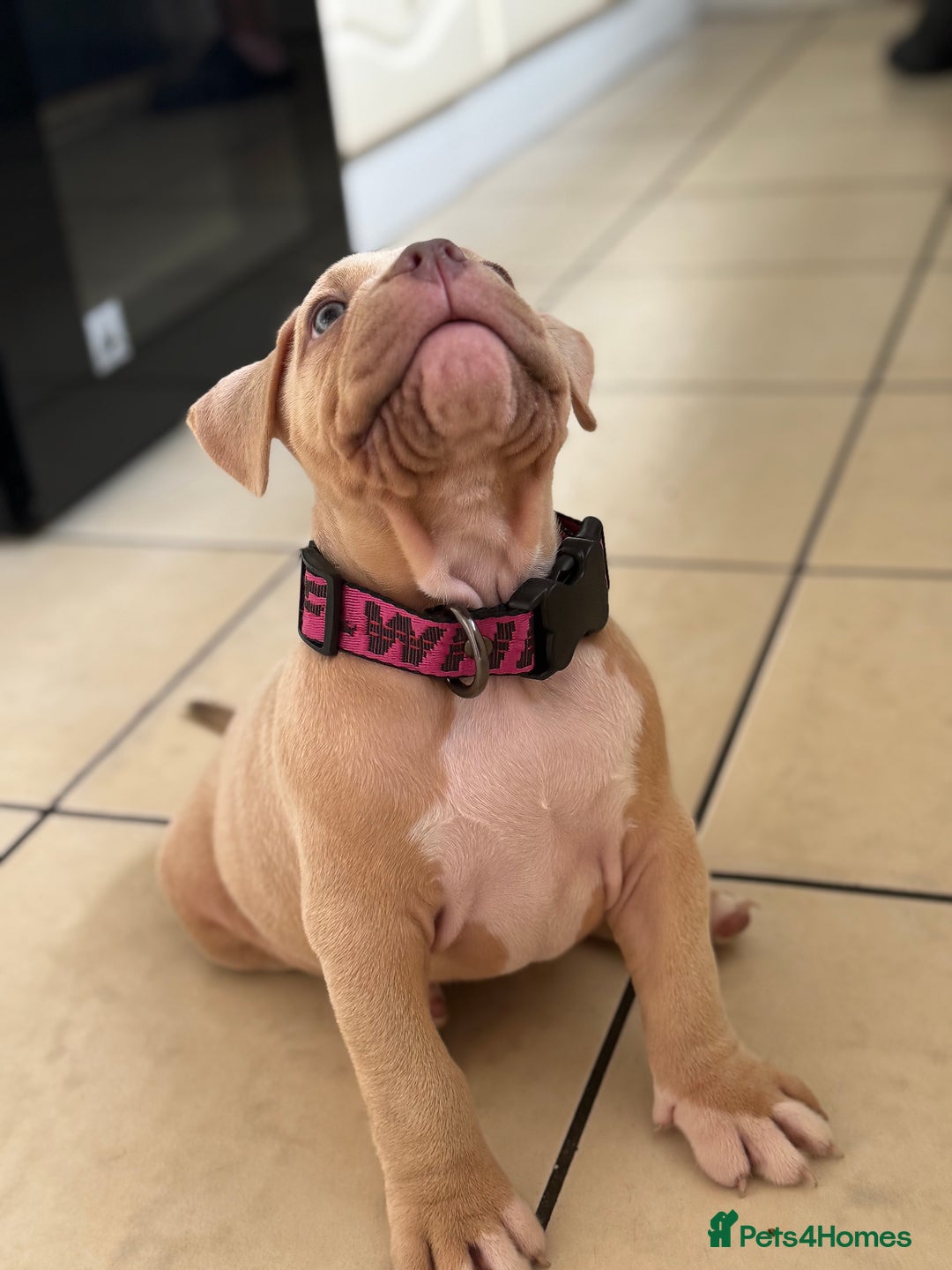American Bully dogs for sale: Pocket bully female GREAT bloodline READY to leave - Image 10