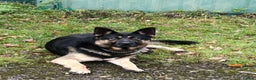 German Shepherd dogs for sale: Pedigree working line German shepherd pups - Advert 2