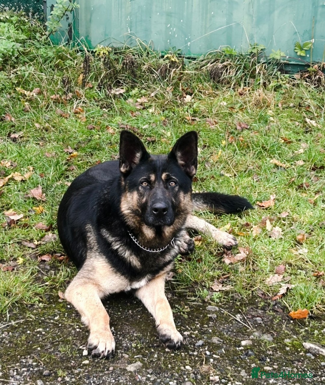 German Shepherd dogs for sale: Pedigree working line German shepherd pups - Image 2