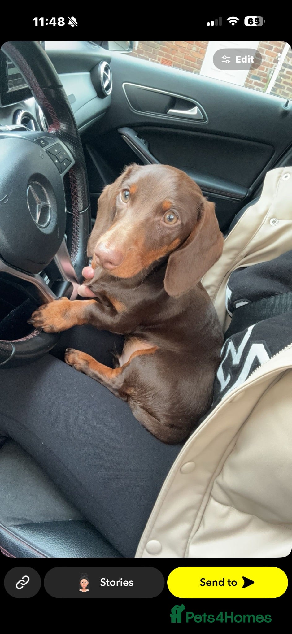 Miniature Dachshund dogs KC Registered Minature Daschund - Advert 1