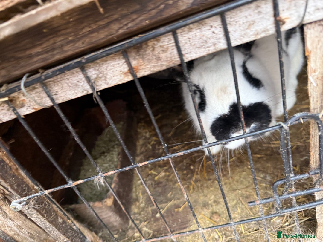 Californian rabbits for sale: Rabbits for you  - Advert 2