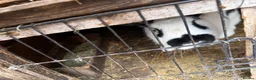 Californian rabbits for sale: Rabbits for you  - Advert 2