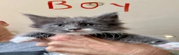 Mixed Breed cats for sale: Maine coon cross ragdoll kittens  - Advert 13