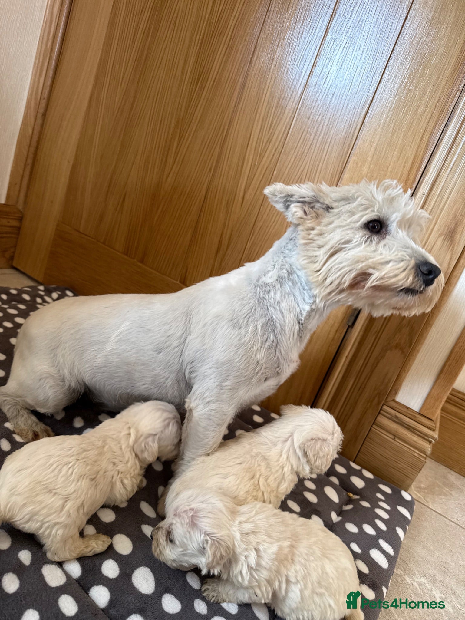 Westiepoo dogs Westie-poos - Advert 4