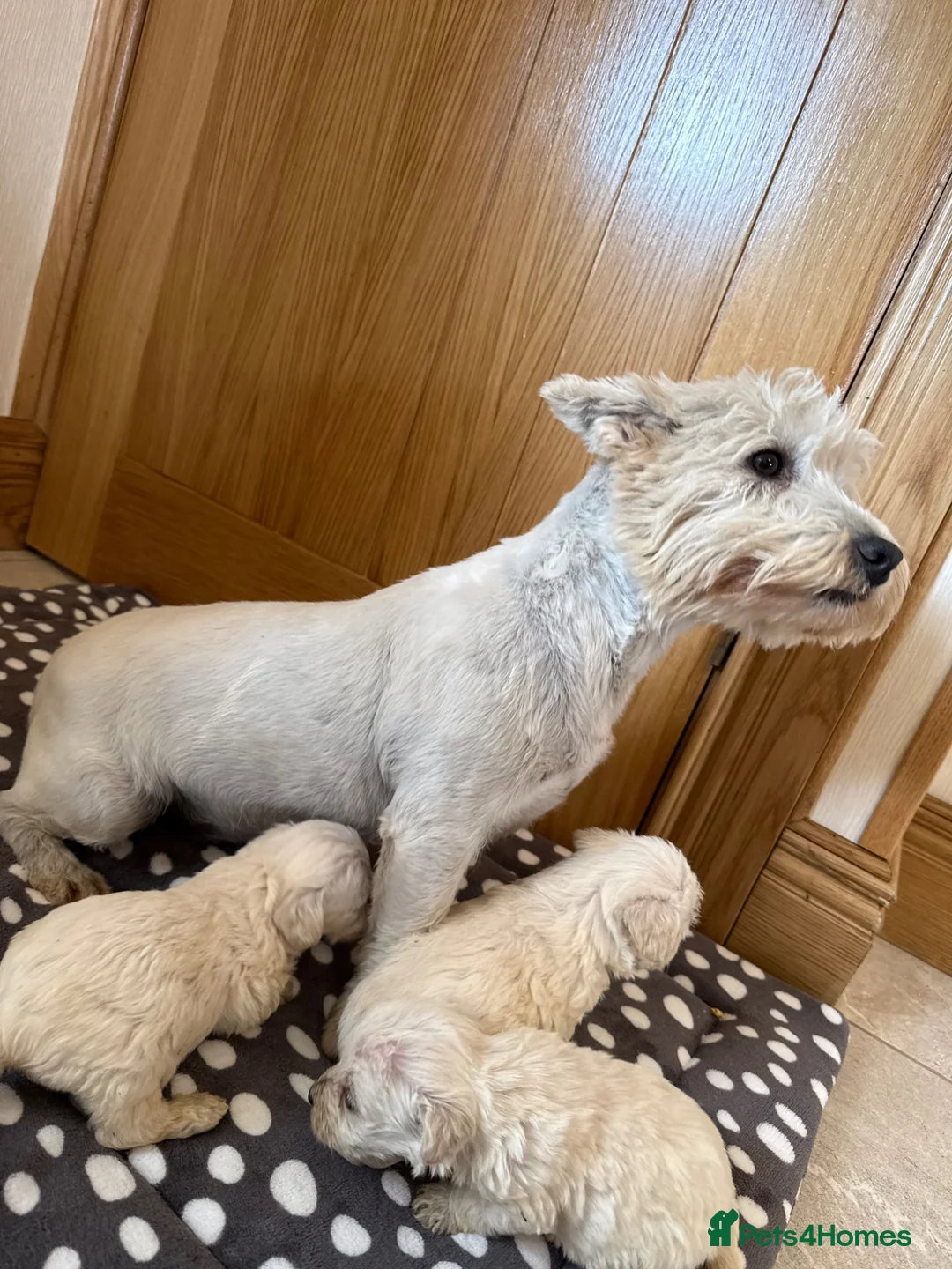 Westiepoo dogs for sale: Westie-poos in Middlesbrough - Advert 1