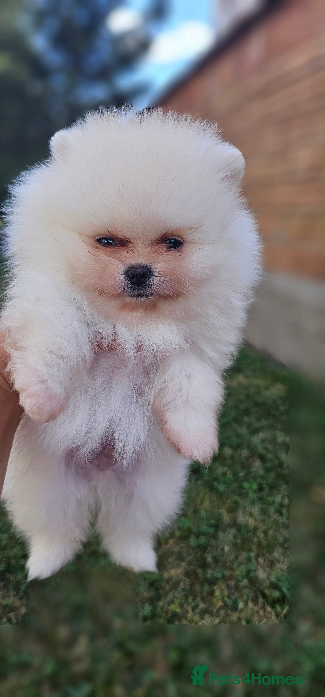 Pomeranian dogs for sale: Adorable Pomeranian Boy Puppy for Sale! - Image 5