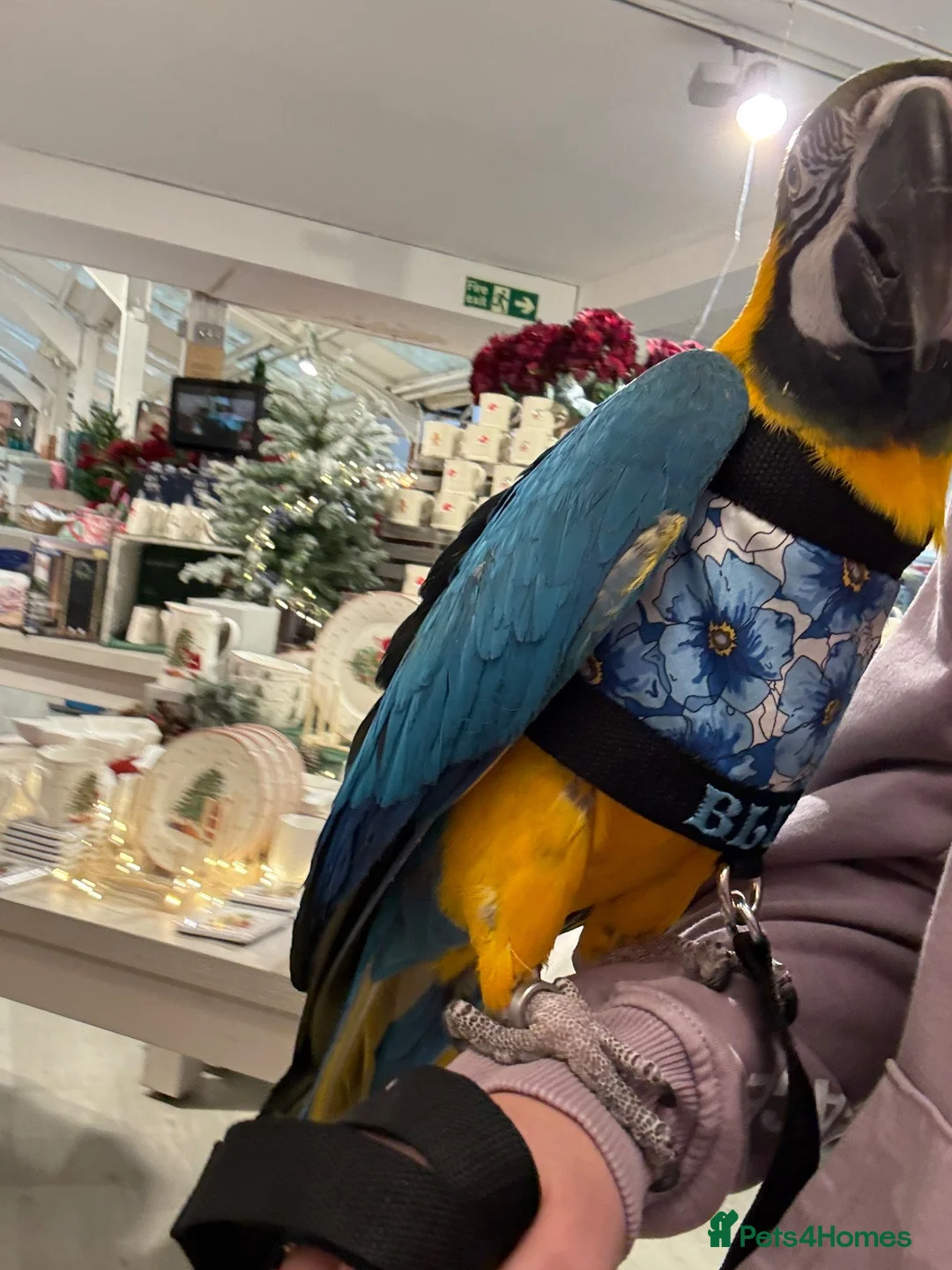 Macaws birds for sale: Tame female - Advert 2