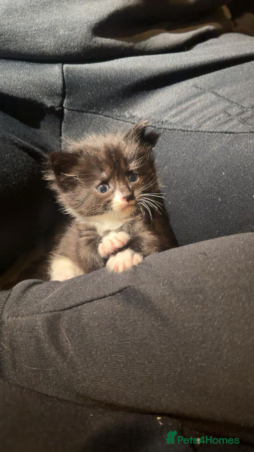 Maine Coon cats for sale: Beautiful Maine Coon cross kittens - Advert 15