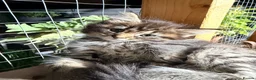 Maine Coon cats for sale: Half Maincoon Kittens  - Advert 3