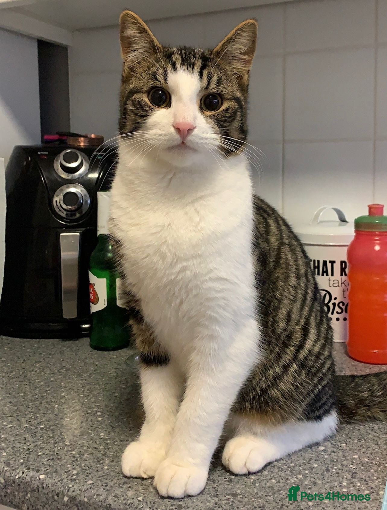 Mixed Breed cats Rambo free  - Advert 1