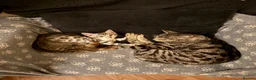 Bengal cats for sale: Soft fluffy bengals - Advert 2