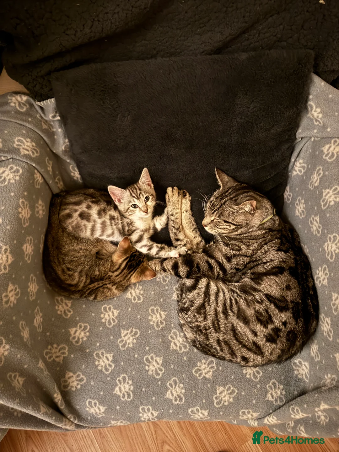 Bengal cats for sale: Soft fluffy bengals - Advert 2
