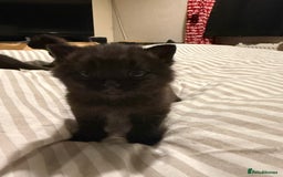 Domestic Shorthair cats for sale: Black kitten - Image 4