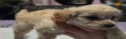 Chipoo dogs for sale: Miniature poodles x long hair chihuahuas  in Leicester - Advert 26