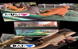 Bearded Dragon reptiles for sale: Baby bearded dragons  - Image 9