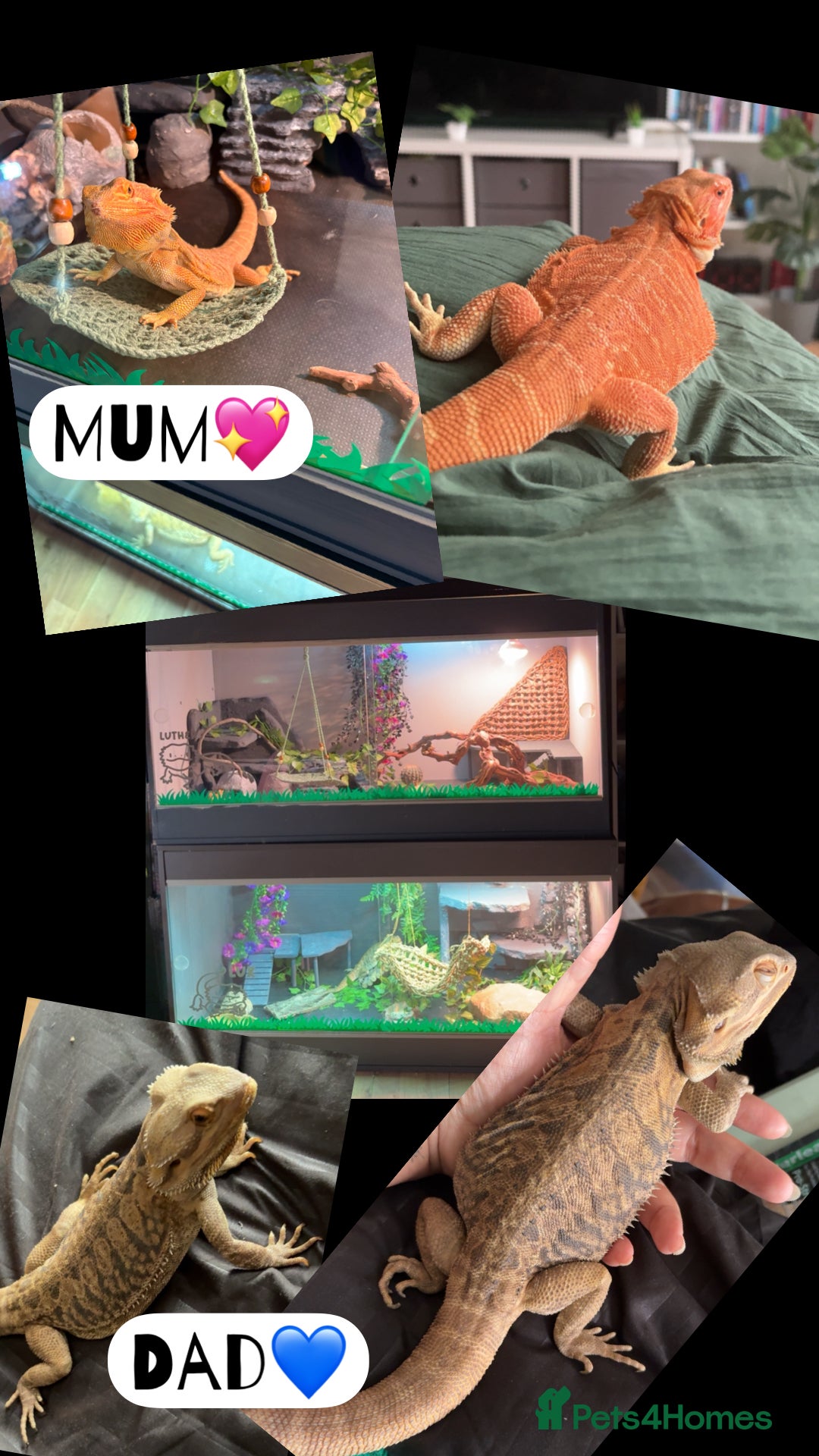 Bearded Dragon reptiles for sale: Baby bearded dragons  - Image 9