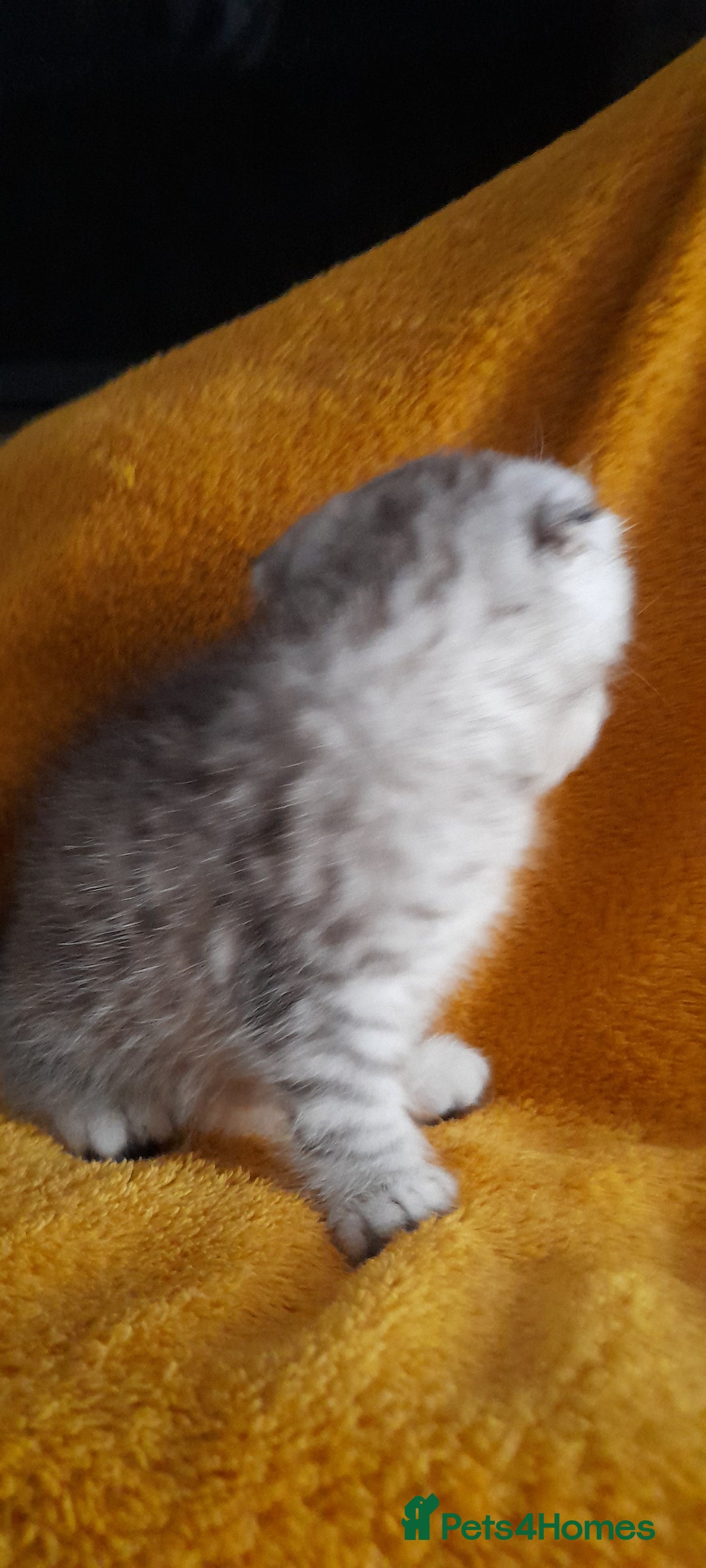 Scottish Fold cats for sale: LAST BOY FOLD. OPEN TO OFFERS.  in Aberdare - Image 25