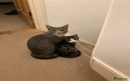 British Shorthair cats for sale: Misty & Bella - Image 1