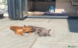 French Bulldog dogs for sale: Rare KC French bulldogs - champion lines  - Image 17