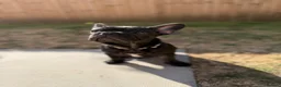 French Bulldog dogs for sale: Registered French Bulldog Puppies - Advert 3