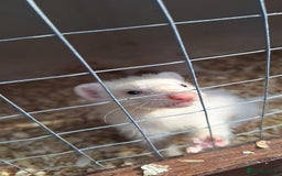 Ferret rodents for sale: Ferrets for sale - Image 5