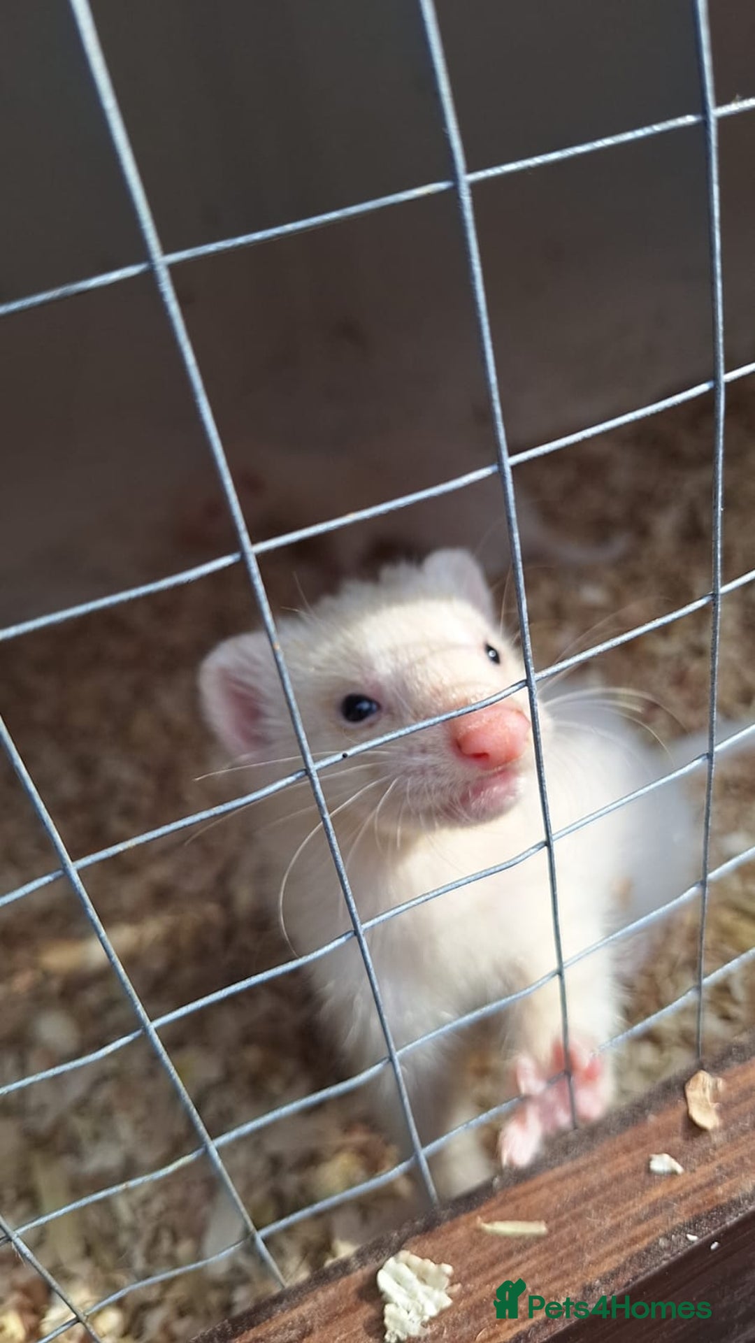 Ferret rodents for sale: Ferrets for sale - Image 5