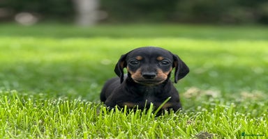 Dachshund dogs - Advert 15
